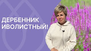 Такой многолетник украсит любой сад!