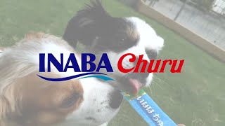Inaba Churu song for Dog