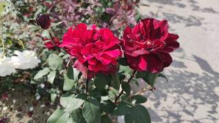 Edelrose Rosengarten Pitten. Austria. Rosarium Österreich Xiaomi Mi Note 10 DJI Osmo Mobile 3 Gimbal