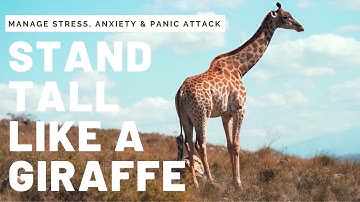Relaxing Giraffe Video For Anxiety, Stress, Panic Attack, Depression, Sleep | 3hrs of Calming Music