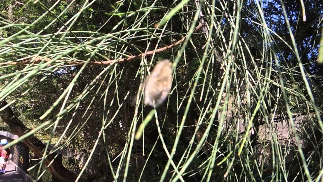 オーストラリアのチッチゼミ類の鳴き声 １１月ｐｅｒｔｈにて Youtube