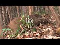 【里山狩猟生活#15】野生のメス猪