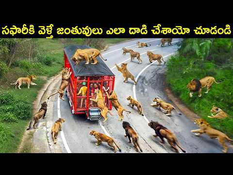 సఫారీకి వెళ్తే జంతువులు ఎలా దాడి చేశాయో చూడండి | Safari | Animal Facts in Telugu