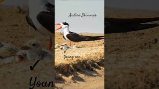 Indian Skimmer #nesting #chambal #bird #wildlife #river #birding #birdwatching #wildlifephotography