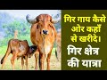 गिर गाय कहाँ से खरीदे और कैसे खरीदे? How to buy Gir Cow?