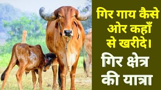 गिर गाय कहाँ से खरीदे और कैसे खरीदे? How to buy Gir Cow?