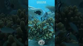freedive diving scubadiving scubadivinggirl doodive scubagirl scuba freediving freedivingg