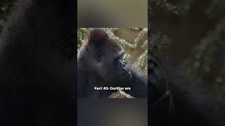 Facts you didn’t know about Gorillas 🦍