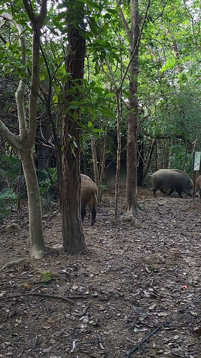 OMG!Nag habulan sila,four huge wild boars