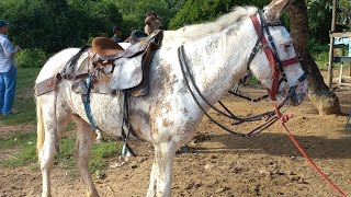 Feira de cavalo e acessórios em Canafistula de Frei Damião AL 27/05/2024#nordeste