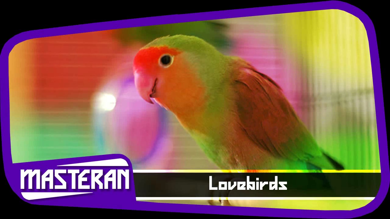 SUARA BURUNG Masteran Terbaik Love Bird Song 26 YouTube