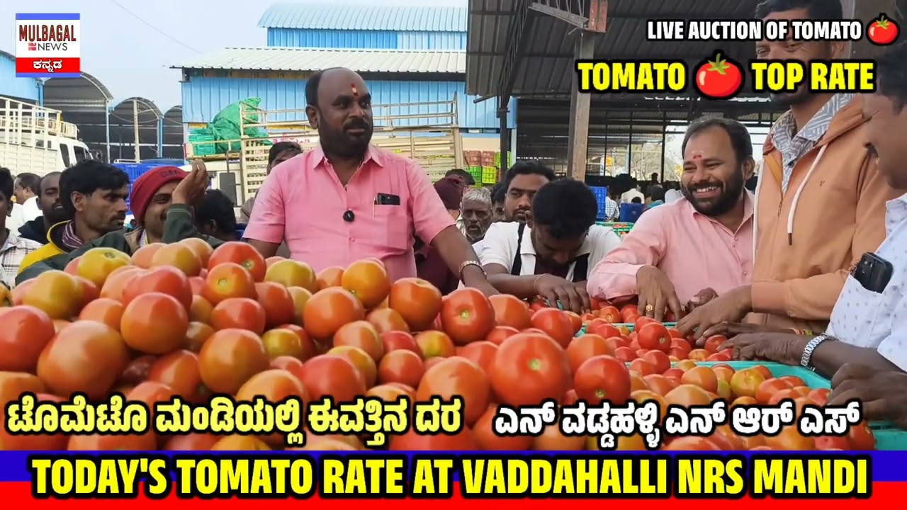 ЦЕНА НА ПОМИДОРЫ Н ВАДДАХАЛЛИ СЕГОДНЯ В NRS MANDI 29 декабря 2025 г.