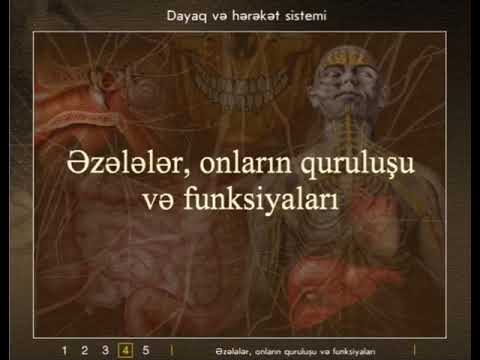 Video: Hansı əzələlər intorsiya yaradır?