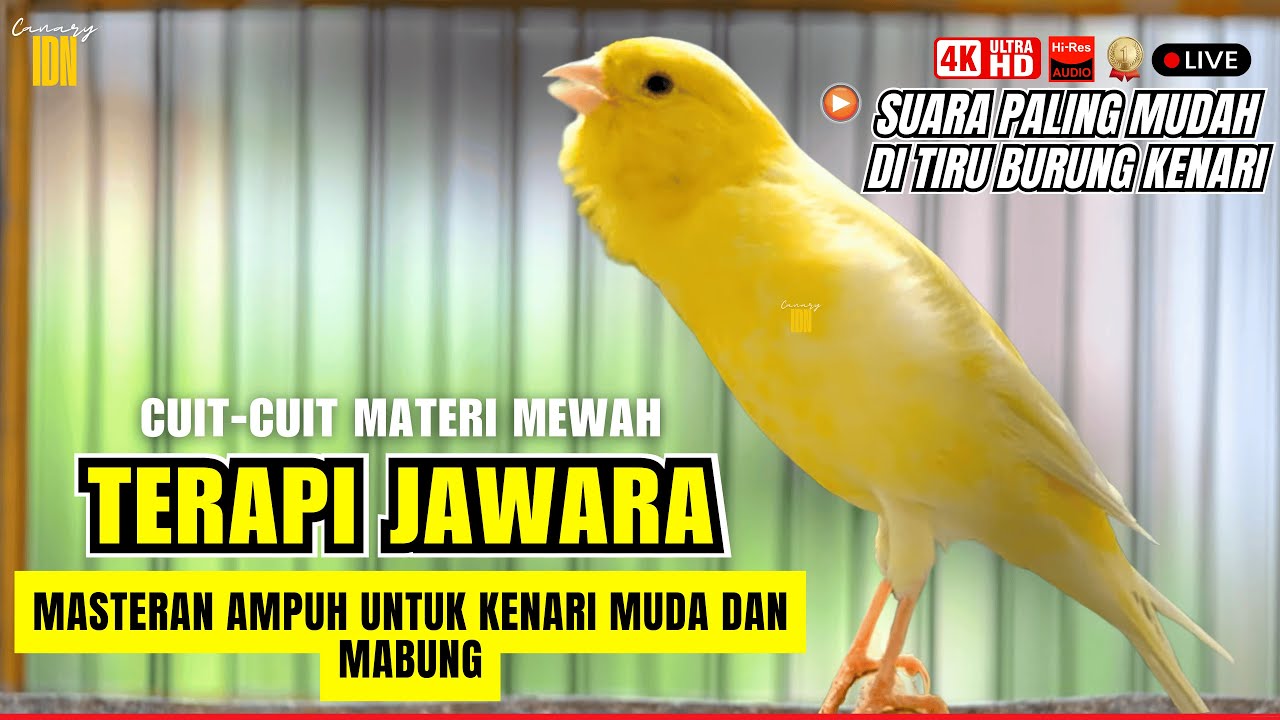 🔴KENARI GACOR PANJANG ISIAN MEWAH Cuit cuit Ngerol AMPUH untuk Pancingan kenari paud belajar bunyi