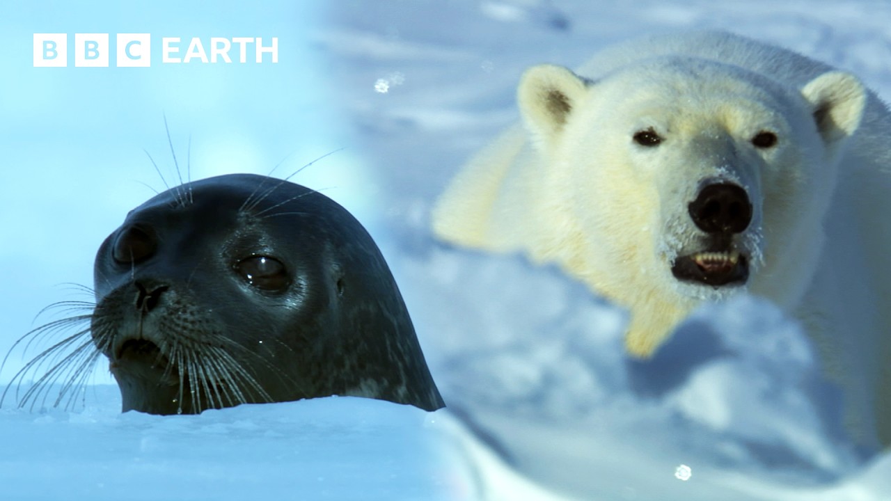Extraordinary Wildlife of the Arctic