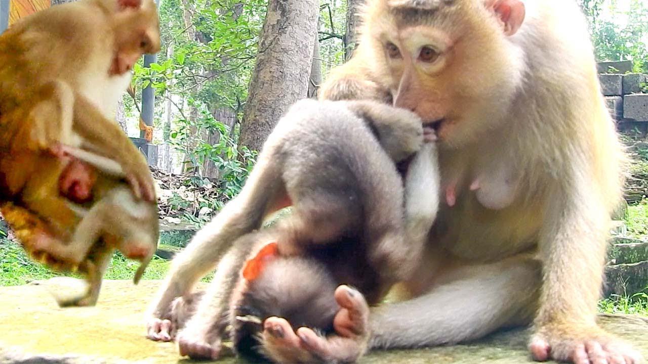 Cruel Rose ! Mum Bite Rex And Make Baby Angry, Why Mum Maltreat Baby Like This? Baby Screaming Loud