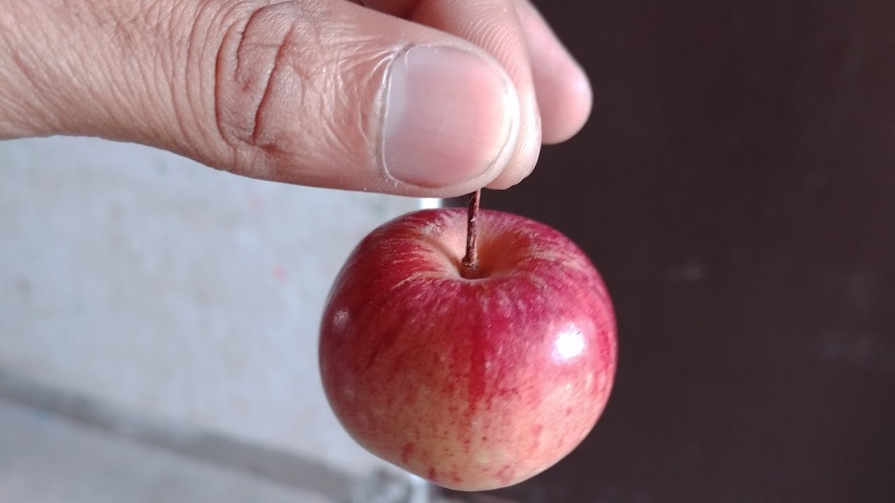 Very Small Apple 🍎 Like Fruits/Smallest Fruit Apple In India. - Youtube