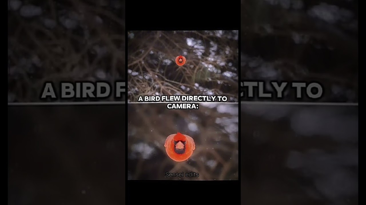 The Bird I know..💀🥶 #naruto #birds #animeshorts #anime #shorts