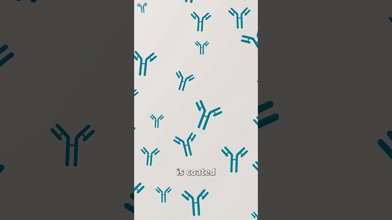 How A Pregnancy Test Works 