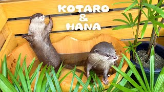 カワウソコタローとハナ 南国スパ気分になってるカワウソ　Otter Kotaro&Hana The Tropical Spa