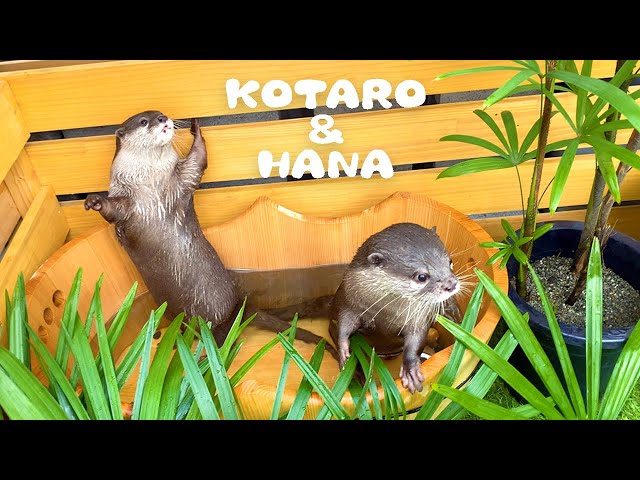 カワウソコタローとハナ 南国スパ気分になってるカワウソ　Otter Kotaro&Hana The Tropical Spa