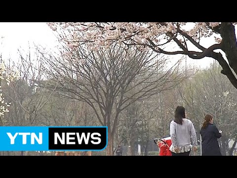 [날씨] 단비로 도심 숲 생기 가득...내일 밤 또 비 / YTN