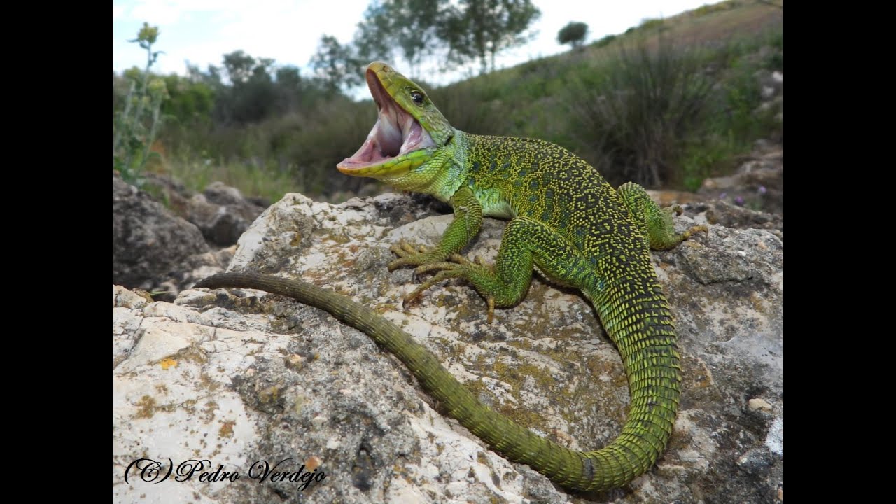 Documental sobre el Lagarto Ocelado