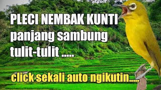 PLECI NEMBAK KUNTI !! panjang sambung tulit-tulit.....