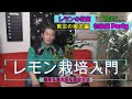 【レモンの教室】基本的な剪定のやり方！レモン栽培進行中。　Part3