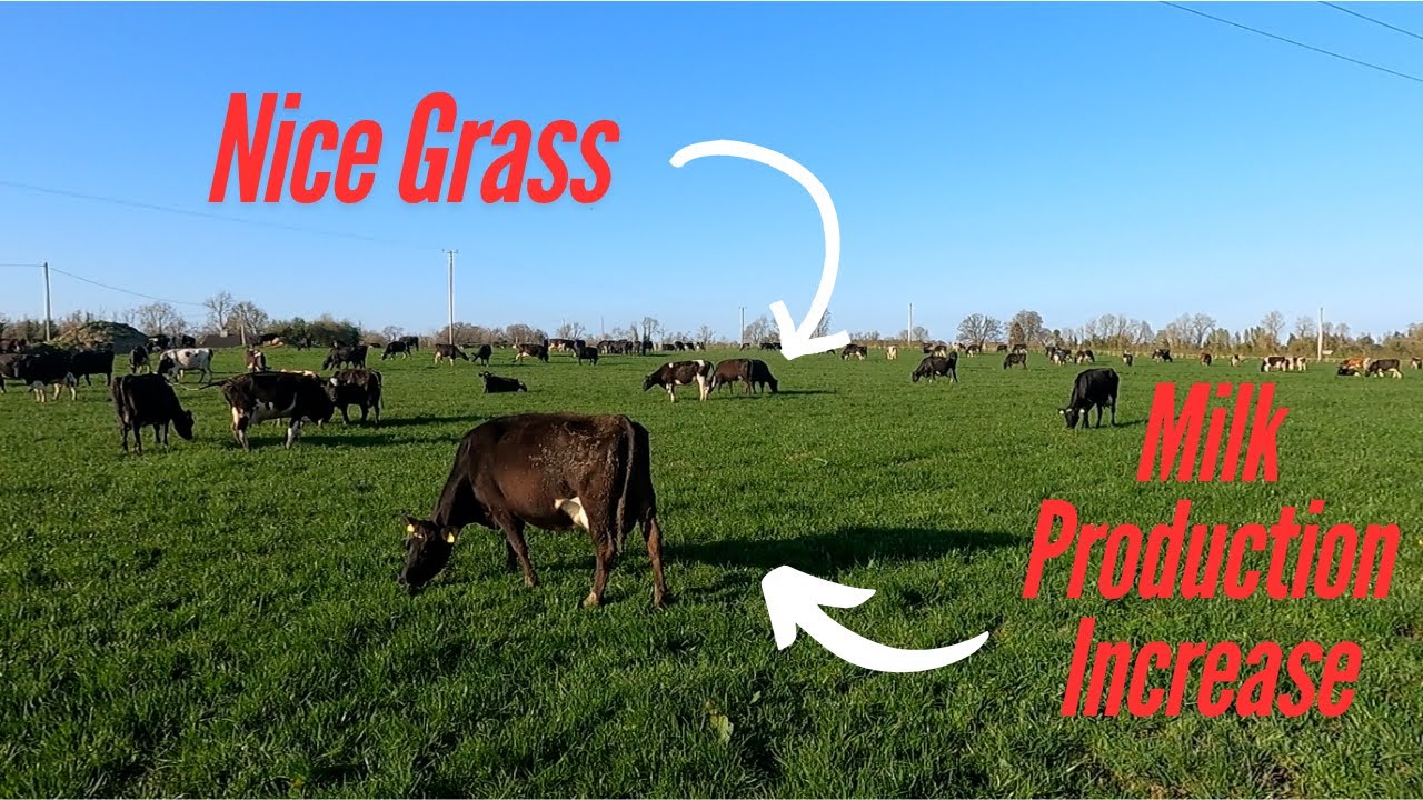 FLYING INTO THE 2ND ROTATION OF GRAZING!!!