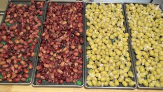 10 lbs Grapes Blanched And Freeze Dried In 44 Hours Ep82