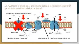 TP  Curvas de consumo de oxígeno. Caso clínico 2.