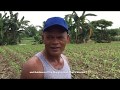 "I started with 1 kilo of sweet corn seeds. Now I am planting at 7 hectares farm" - Eddie Llubido