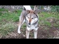 4歳の四国犬ムムちゃん　Mumu: 4 Year Old Shikoku Ken (breed showcase)