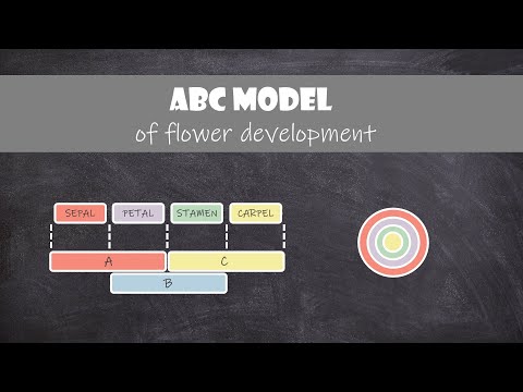 ABC Model of Flower Development | Plant Biology