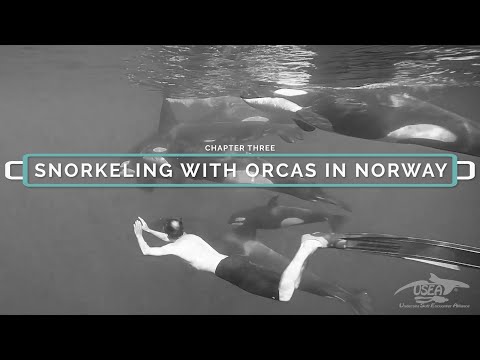 SNORKELING WITH ORCAS IN NORWAY