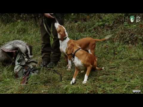 Video: Življenjski Scenariji