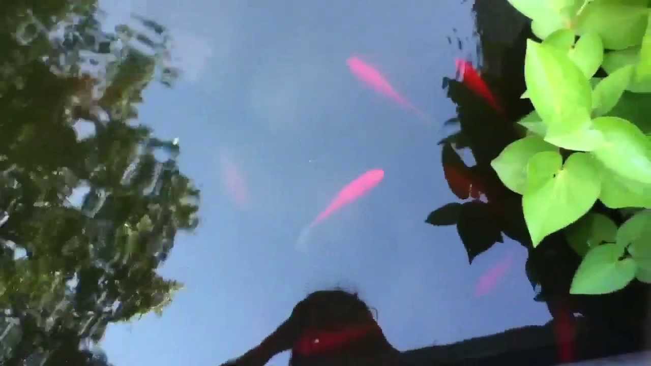 camera iphone 8 plus apk Fishes in the pond