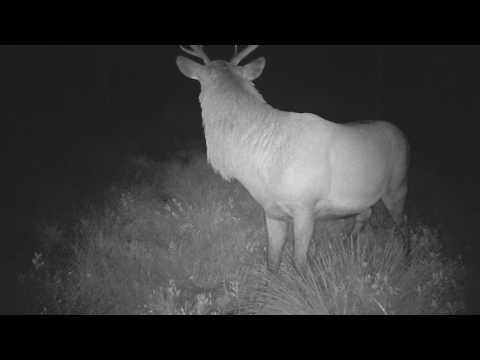 Video: Forskellen Mellem Hjorte Og Antilope