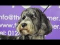 Grooming Guide - How to groom a Labrdoodle - Pet Trim - Pro Groomer