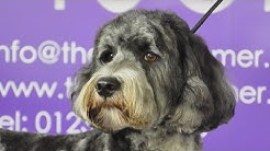 Grooming Guide - How to groom a Labrdoodle - Pet Trim - Pro Groomer