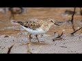 Белохвостые песочники на весеннем пролете. Calidris temminckii. Птицы Беларуси.