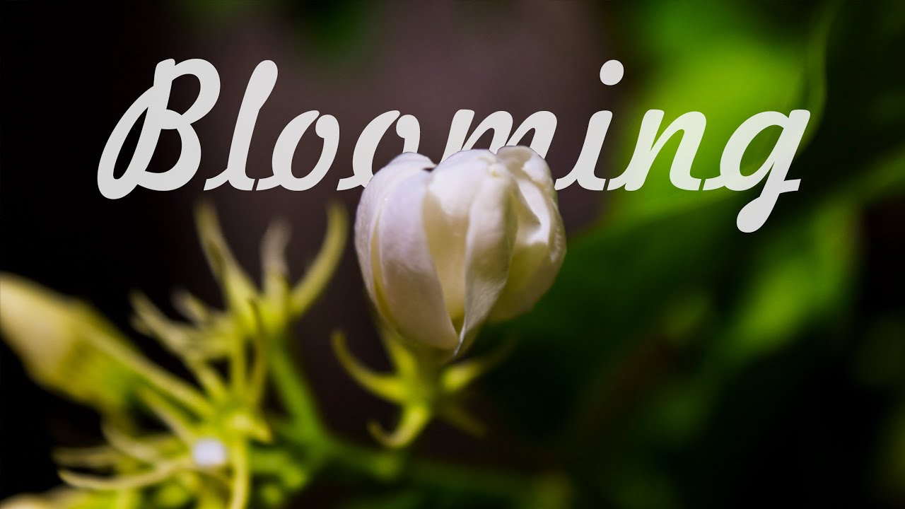 Blooming Flower - Jasmine