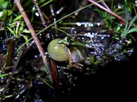 Video: Cricket Tree Frog (Acris Gryllus)