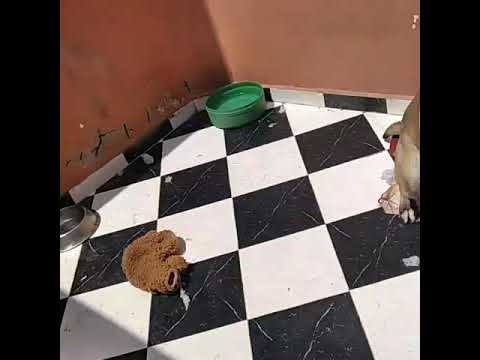 تدريب مالينوا 9 أشهر على الشراسة Dressage Malinois Aggressive 2 