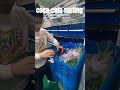 Coca-Cola Sorting with Automatic Wall #warehouseautomation#sortingsystem #beverage #logistics