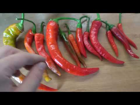 Video: Červené Chilli Papričky. Ako Si Horúce Korenie Získalo Popularitu?