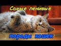 САМЫЕ ЛЕНИВЫЕ ПОРОДЫ КОШЕК     The most lazy cats