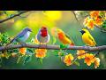Maximize Productivity With Birdsong Piano For Stress Relief 