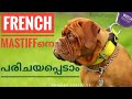 French Mastiff Facts | Malayalam | Animal Factory の動画、YouTube動画。